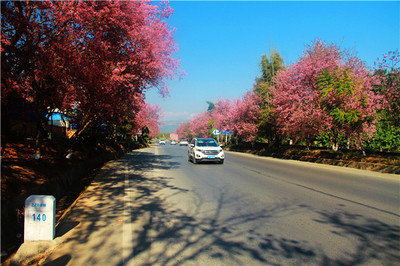 西双版纳公路局:党建领航 打造边疆文明路