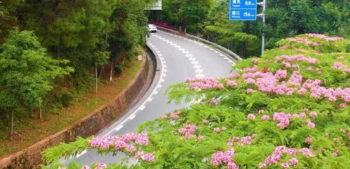 云南普洱公路局：点上增色 线上添彩 面上提质，以绿为底向美而行