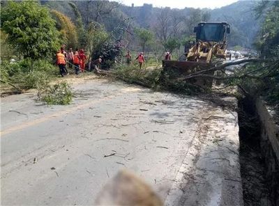 麻栗坡公路分局开展公路路域桉树替换工作